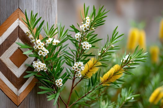 Australian native flowers blooming near a chevron patterned wooden post photo
