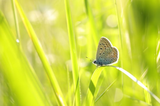 Common Blue Butterfly in the meadow on a spring morning, Poland photo