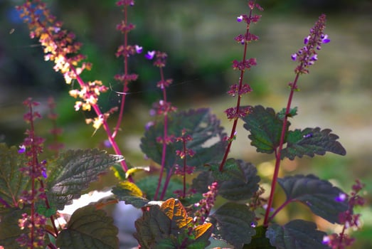 beautiful red shiso or perilla flower in garden at morning with sunlight photo