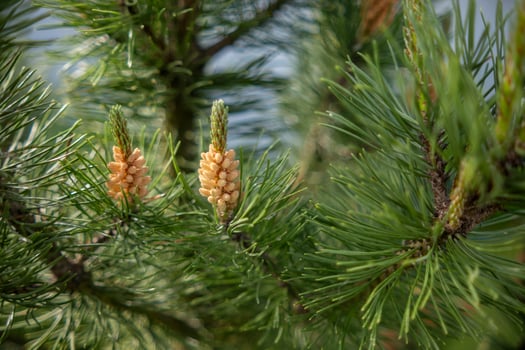 Pine Tree Branches Showcasing Developing Cones in Natural Setting During Daylight Hours photo