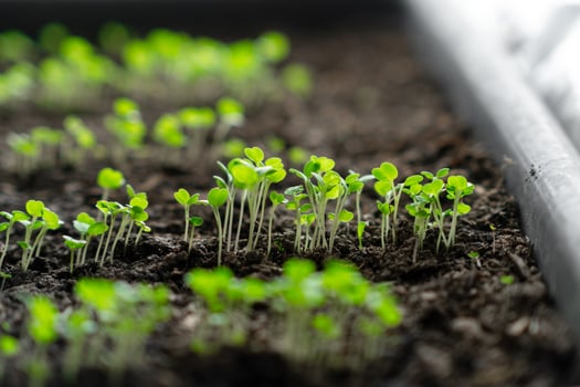 Tiny Green Seedlings Growing in Dark Soil in a Bright Gardening Space During Springtime photo