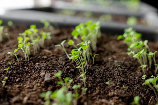 Green Seedlings Emerging From Rich Soil in a Garden During Daylight Hours photo