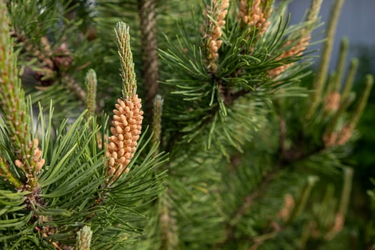 Pine Tree Branches With New Cones in a Garden During Early Spring Sunshine Near a Home photo