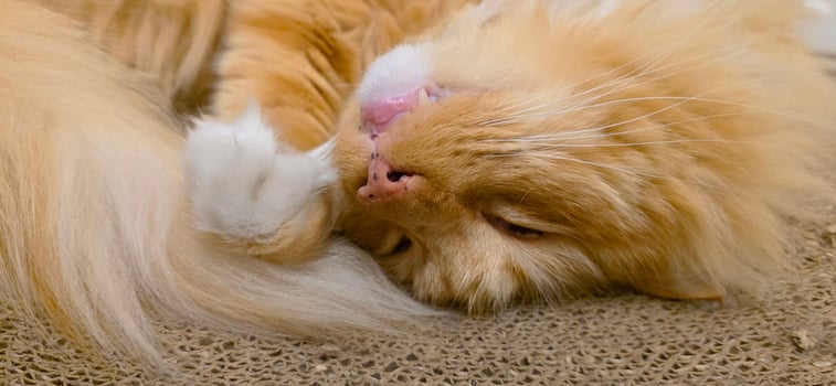 Fluffy orange cat sleeping photo