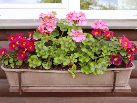 Red and pink flowering plants in a flower box in the window sill photo