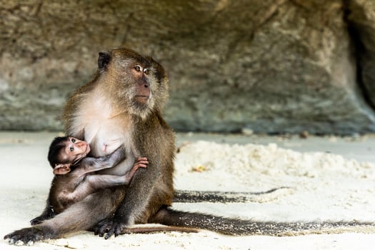 Wild monkey milking her baby on the sand beach photo