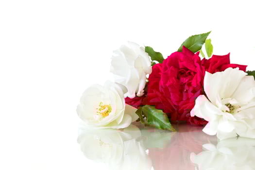 bouquet of white and red roses, isolated on white background photo
