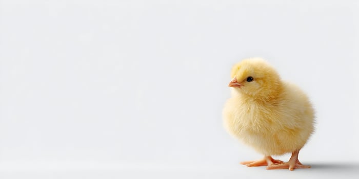 a small yellow chicken standing on a white background photo