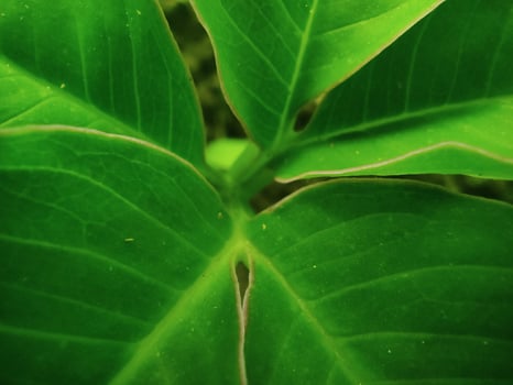 Lush Green Leaf Macro - Veins Texture and Natural Beauty Closeup. photo