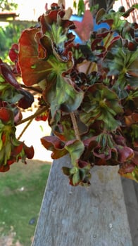 Crimson and Emerald - A Begonias Textured Leaves in Sunlight. photo