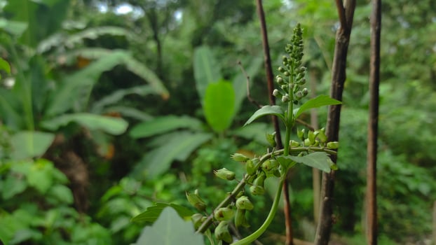 Verdant Bloom - Unopened Flower Buds in Lush Tropical Forest Setting. photo
