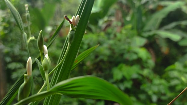 Delicate White Flowers and Buds Amidst Lush Green Foliage in Natural Light. photo