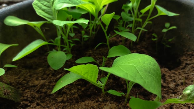 Closeup of Vibrant Young Plants Emerging from Soil. photo