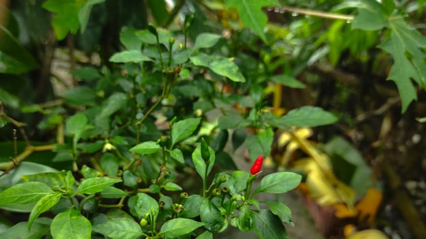 Vibrant Red Chili Pepper Among Lush Green Foliage in Garden Setting. photo