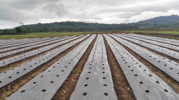 Prepared Farmland with Dark Gray Plastic Mulch Rows of Holes. photo