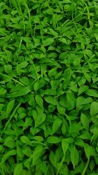 Lush Green Foliage Dew-Kissed Leaves Closeup View. photo