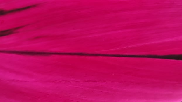 Abstract Magenta Texture - Dynamic Brushstrokes and Subtle Dark Accents. photo
