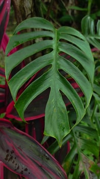 Vibrant Green Monstera Leaf Against Deep Red Foliage - A Tropical Botanical Closeup. photo