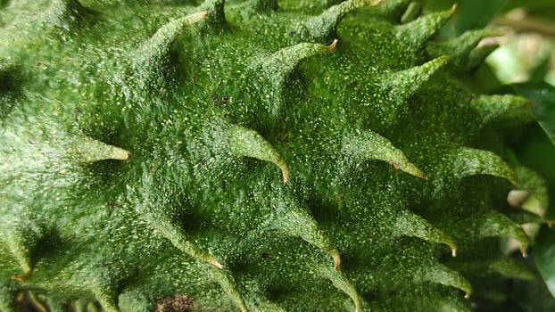 Macro View of Spiky Green Soursop Fruit Texture Detailed Closeup. photo