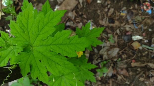Vibrant Green Bitter Gourd Leaves with Textured Veins and Yellow Flower. photo