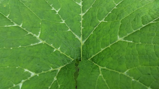 Detailed Closeup of a Lush Green Leafs Veins. photo