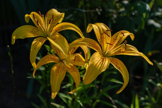 Yellow lilyes close-up. Lilyes, flowers in the garden. photo