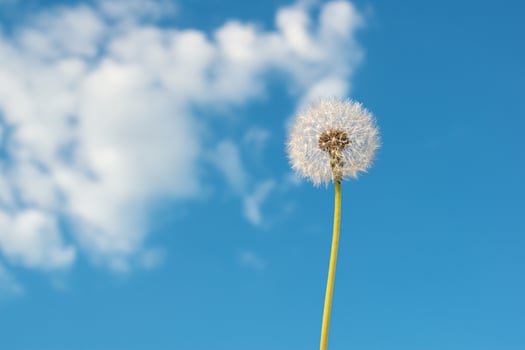 Dandelion against the blue sky. photo