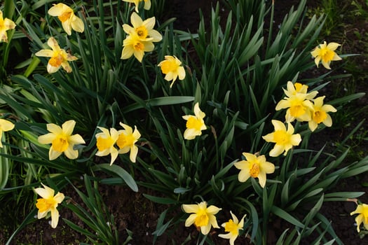 Summer floral background of yellow flowers. photo