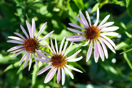 Purple Coneflowers in Bloom Under Summer Sunlight. photo