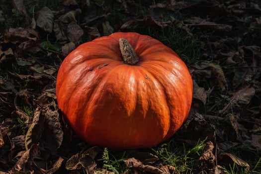 Halloween party decorations. Preparation concept. Pumpkin on the ground surrounded by dry autumn leaves photo