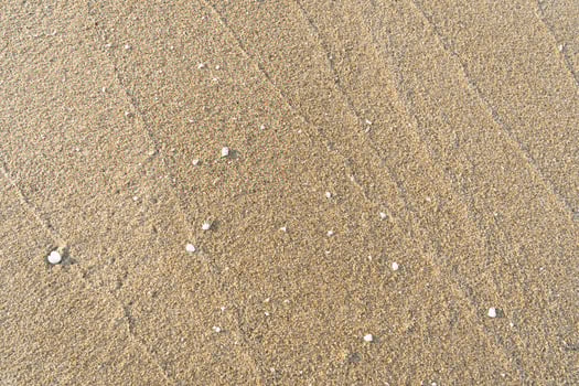 Natural Sand and Shells Surface Detail photo