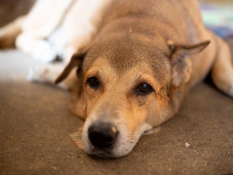 A close up dark brown white dog look out sitting down on ground floor waiting photo