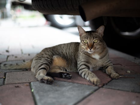 Fluffy Fat tabby cat sitting under the car on daytime photo