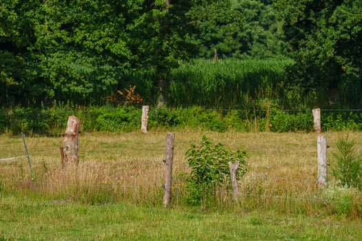 A cow grazing in a field with a fence photo