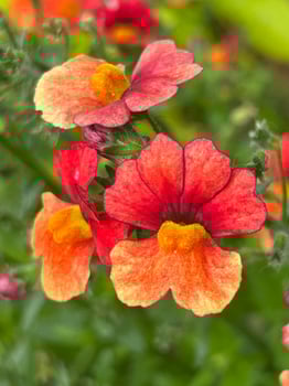 Red and yellow petals photo
