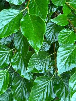 Rain-drenched bright leaves photo