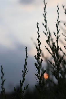 A close up of a tree with a sunset in the background photo