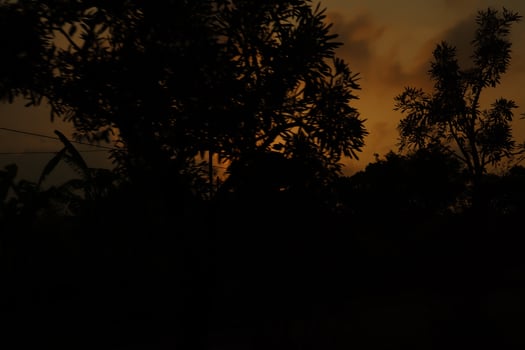 A sunset in the distance with trees in the foreground photo