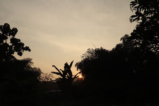 A sunset over the trees photo