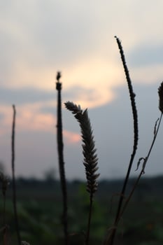 A sunset with a view of tall grass photo