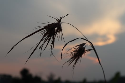 Silhouette of grass against the sunset photo