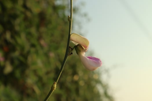 A single flower on a plant with a green background photo