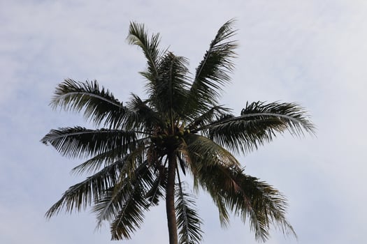 A palm tree with a bird flying in the sky photo