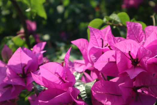 A bunch of purple flowers in the garden photo