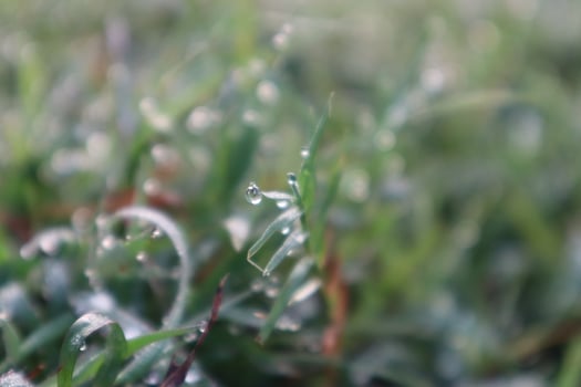 A close up of a grass covered with dew photo