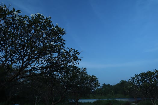 A large tree with flowers in the foreground photo