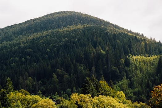 Green forested Carpathians mountain landscape under cloudy sky in early morning light photo