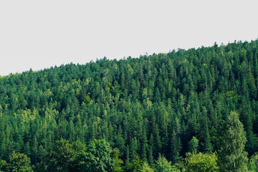 Lush green forest with dense conifer trees under clear sky during daytime hours photo