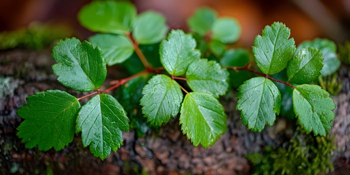 Green Leaf Sprig on Tree Bark Detailed Closeup Photography photo