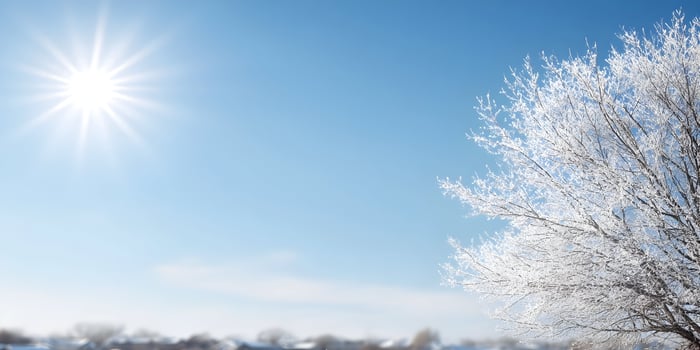 Winter Tree Branches Covered in Frost Bright Sunny Day photo
